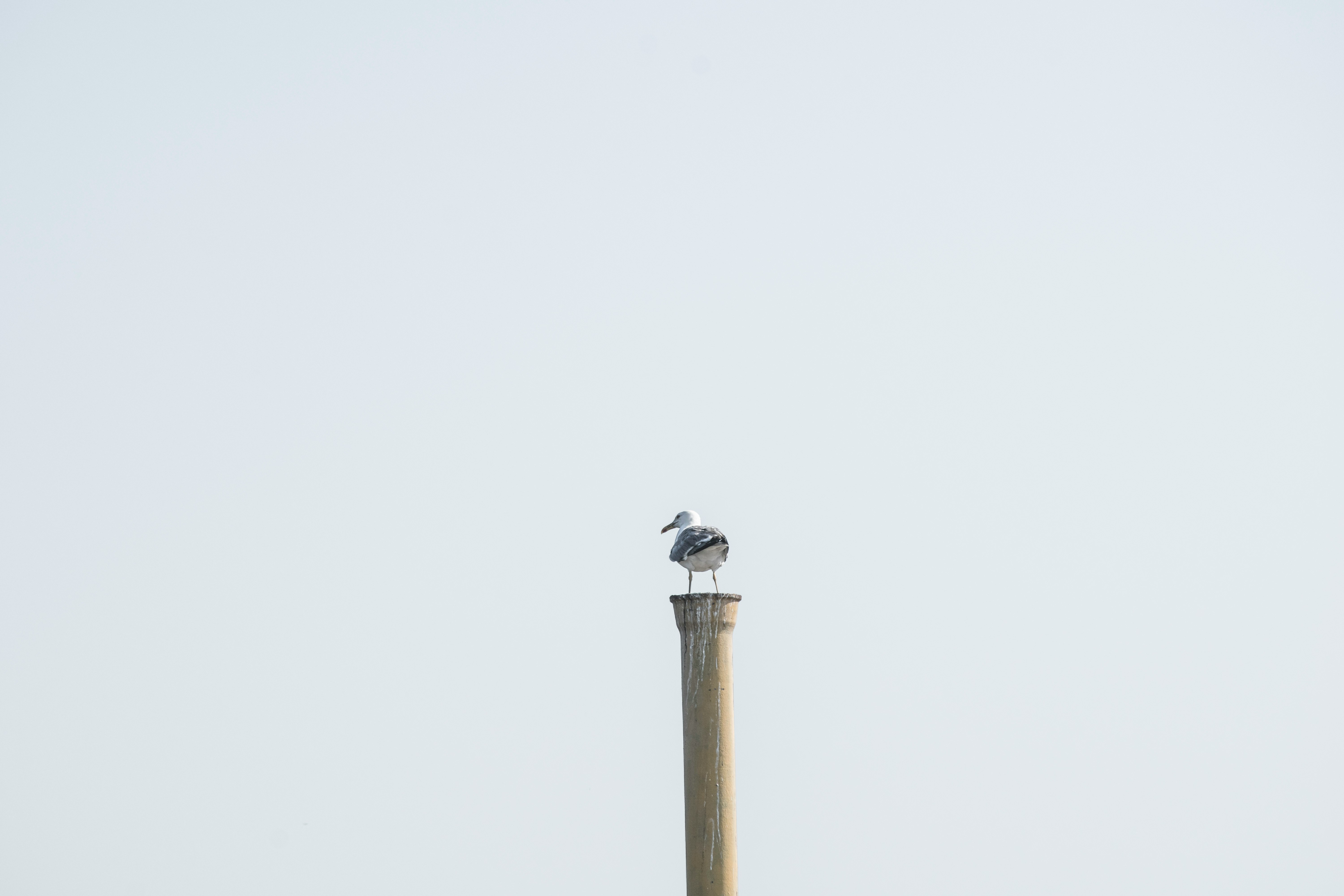 black bird on brown post